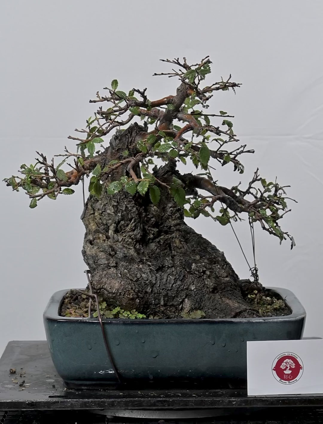 Bonsai Di Olmo - Ulmus Minor