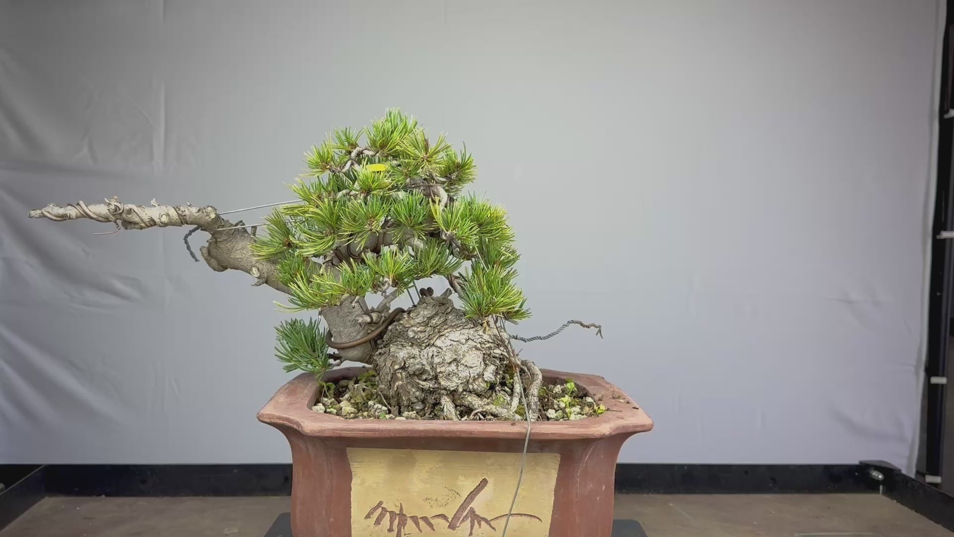 Pinus Pentaphylla - Pino bianco Giapponese