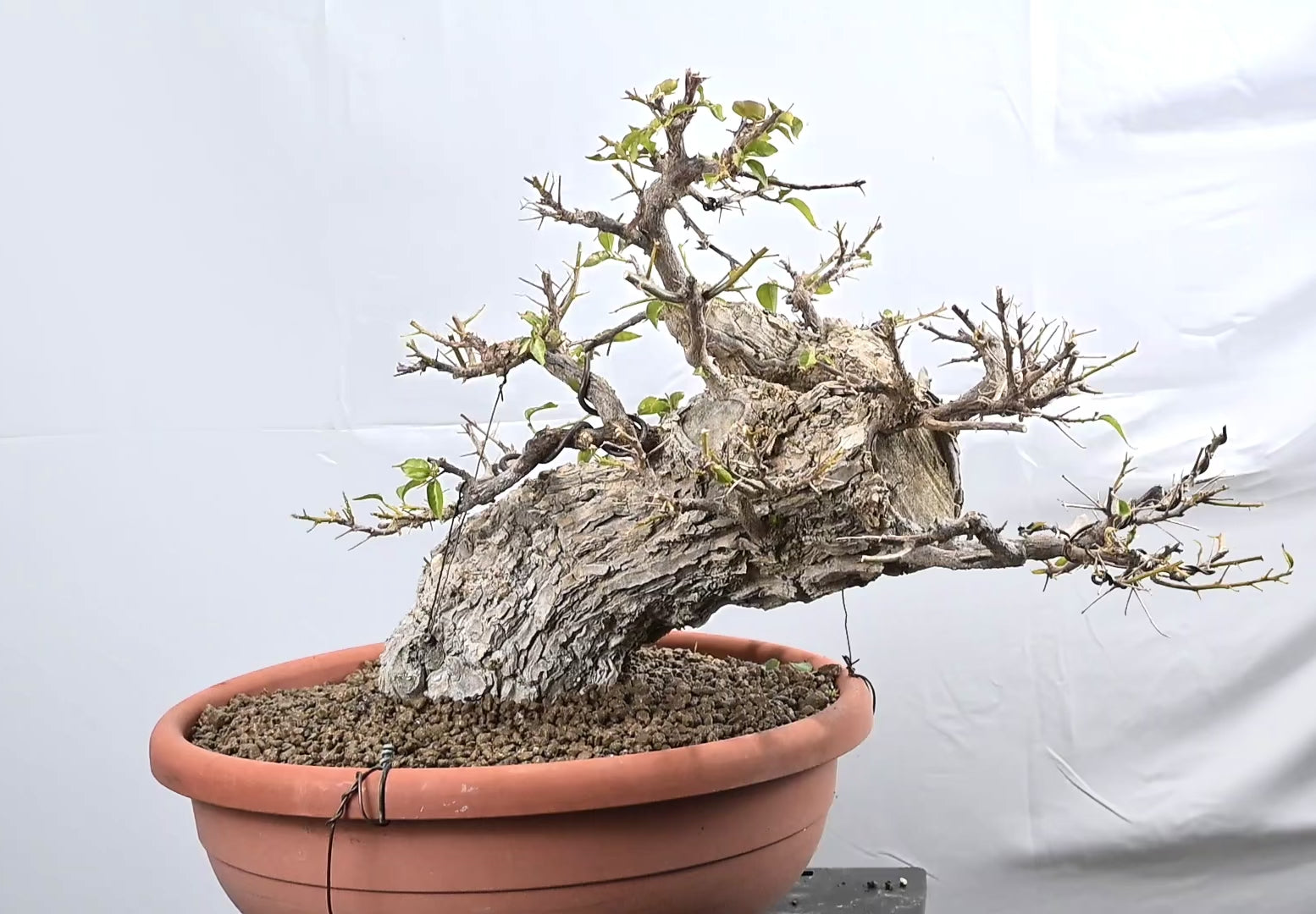 Bouganville Sanderiana