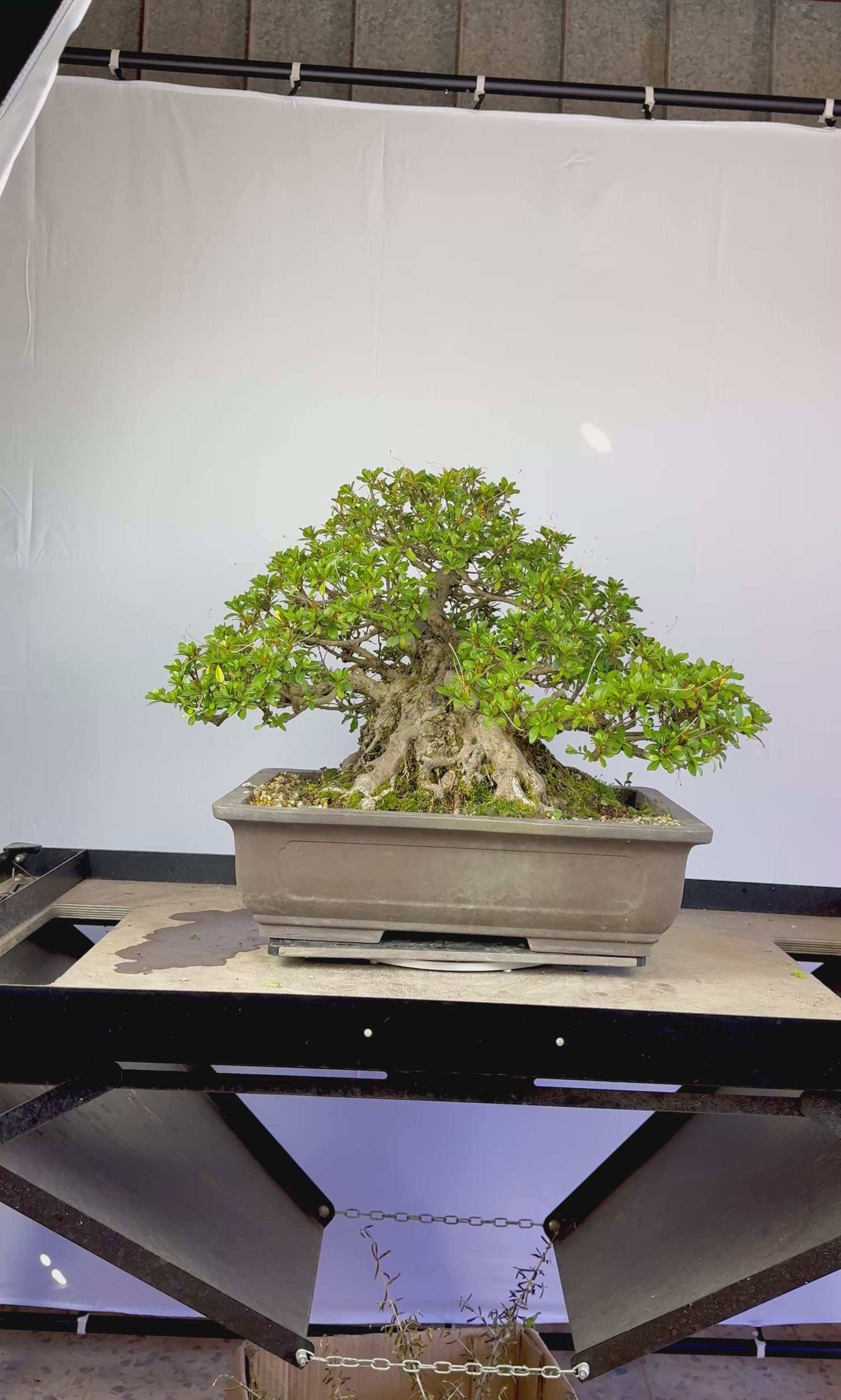 Azalea Gyoten - Rhododendron