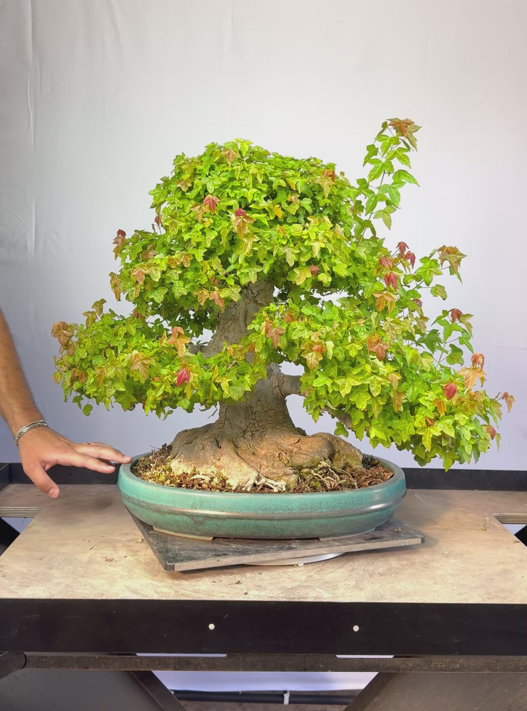 Acer Buergerianum - Kaede